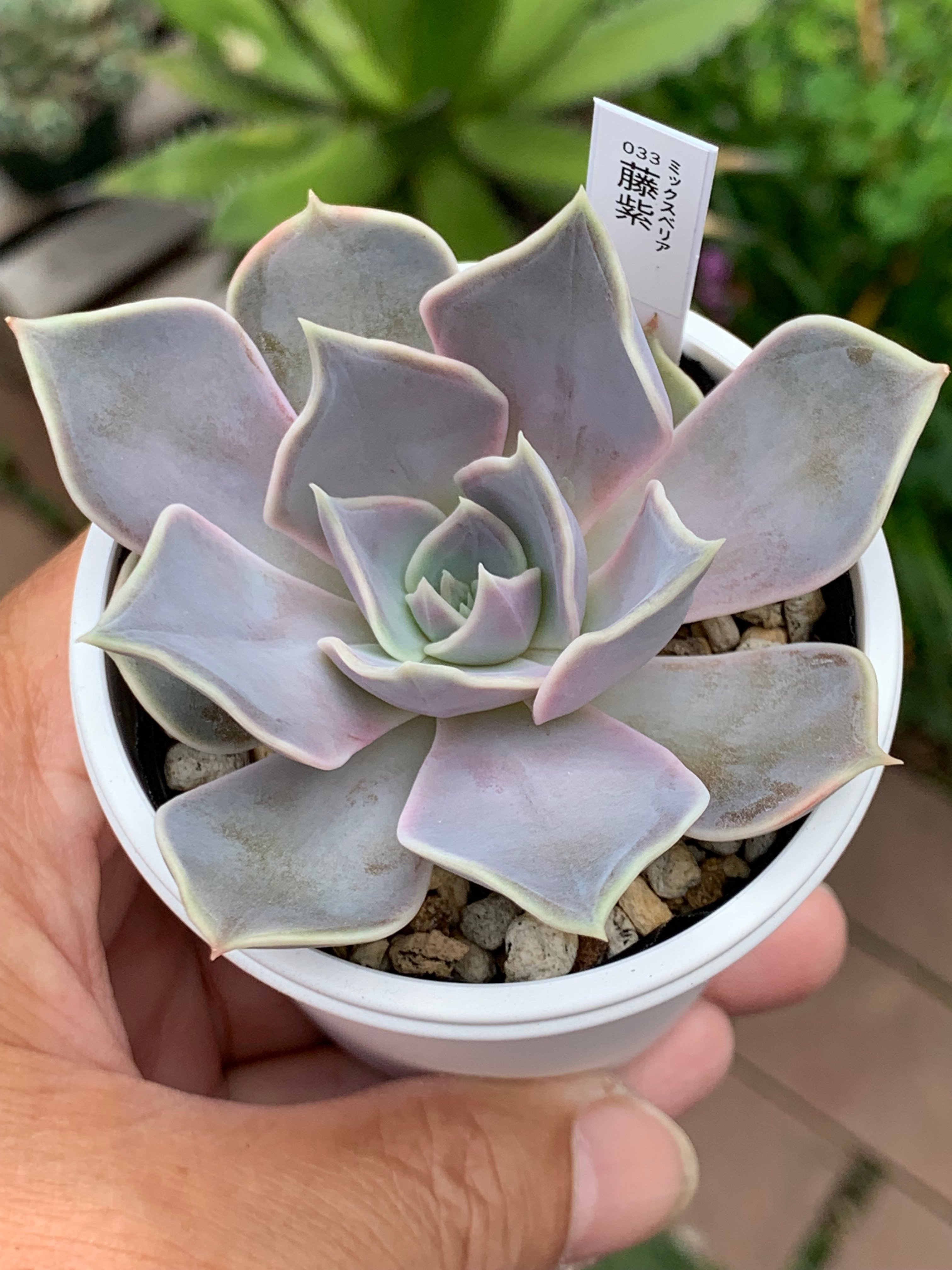 147.多肉植物 藤紫 800円 【抜き苗】 2025年最新】藤紫 多肉の人気アイテム - メルカリ