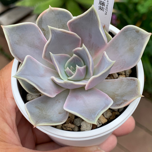 人気品種！☆藤紫 多肉植物 自家栽培 国産 多肉植物 美✴︎taniku 通販