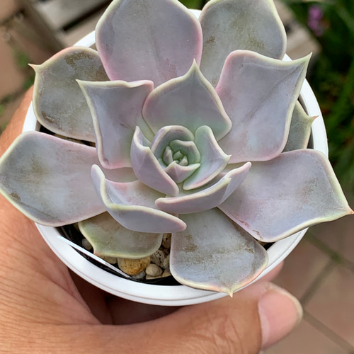 147.多肉植物 藤紫 800円 【抜き苗】 147.多肉植物 藤紫 800円 【