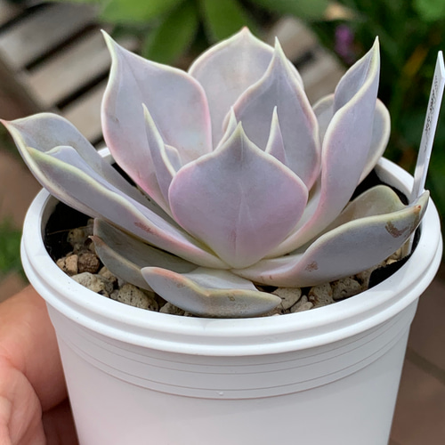 人気品種！☆藤紫 多肉植物 自家栽培 国産 多肉植物 美