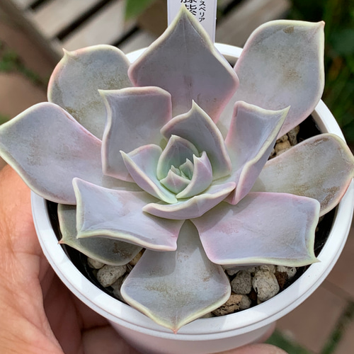 人気品種！☆藤紫 多肉植物 自家栽培 国産 多肉植物 美✴︎taniku 通販