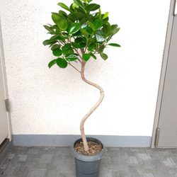 希少種レア樹形綺麗‼️観葉植物♪フィカスベビーリーフ‼️超お買得‼️ フィカス・ベビーリーフ 6号 - 植物と暮らす m-plant