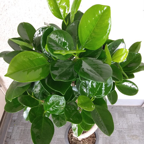 送料無料・一部地域除く】【現品】珍しい 希少種 フィカス【ジャンボ