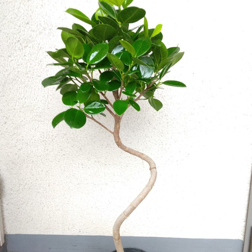 あ*な様 月末迄　フィカス　ジャンボリーフ　大株　朴仕立て　ゴムの木観葉植物　茎 あ*な様 月末迄 フィカス ジャンボリーフ 大株 朴仕立て ゴムの