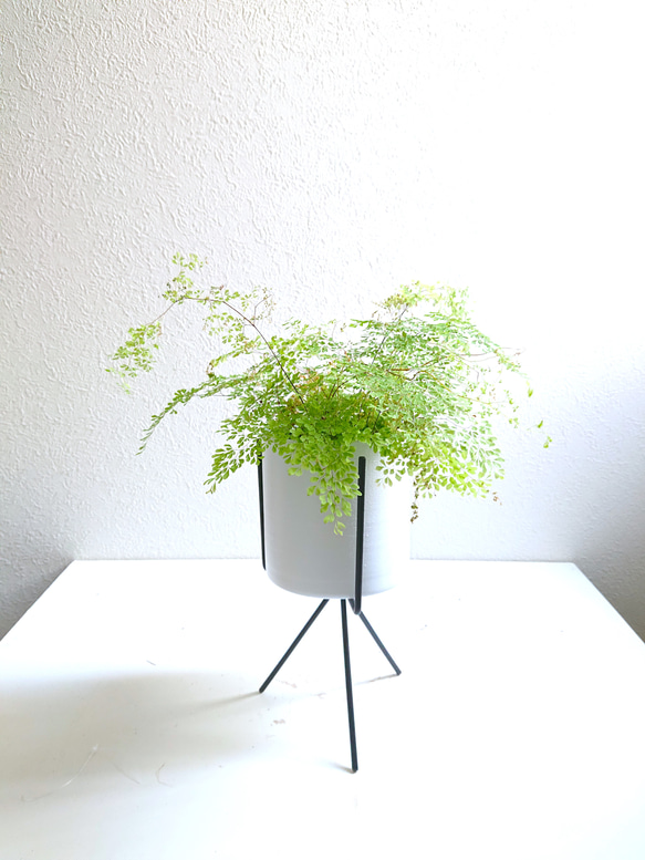 フロアサイズの陶器ポット観葉