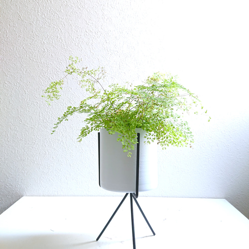 希少 アジアン台 希少 アジアン台