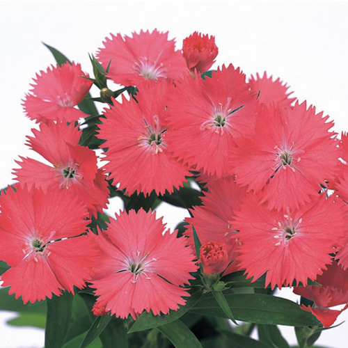 四季咲きナデシコ2色（2鉢）セット☆ブラッシュピンク