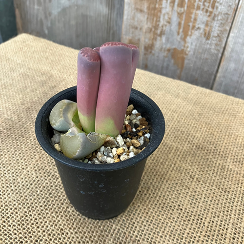 多肉植物 リトープス セール 紫福寿玉（2H×4） 多肉植物 リトープス 紫