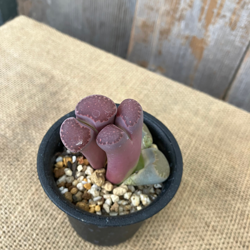 リトープス 紫福来玉 多肉植物 アルファガーデン 通販 15949407