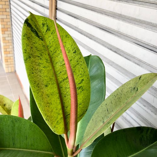 フィカス　エラスティカ　ジン　希少　送料無料 希少 迷彩柄 フィカス エラスティカ ジン | PLANTS SHOP OLIVE