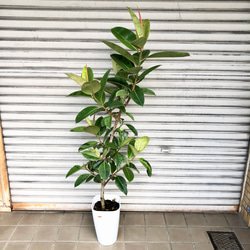 低価格で大人気の 光触媒 光触媒 人工観葉植物 ウォールグリーン