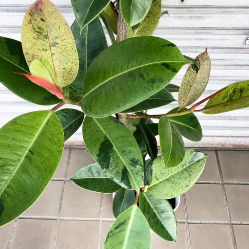 フィカス　エラスティカ　ジン　希少　送料無料 楽天市場】フィカス・エラスティカ・ジン 7号 観葉植物 鉢植え 希少種