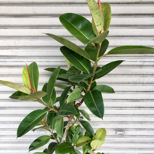 大株 希少 フィカス エラスティカ ジン ホワイトプラ鉢 その他