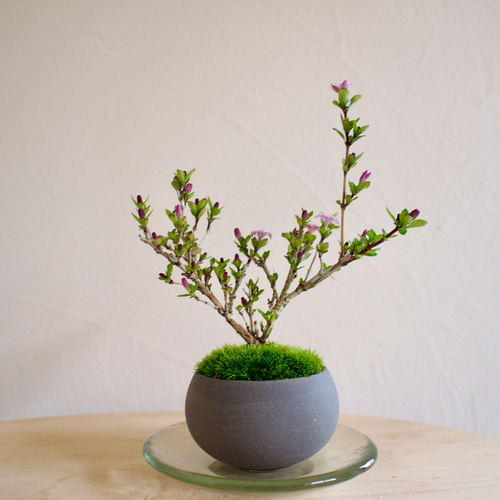 香丁木｜ミニ盆栽｜すえひろがり型｜薄紫色の小花 | 半常緑樹