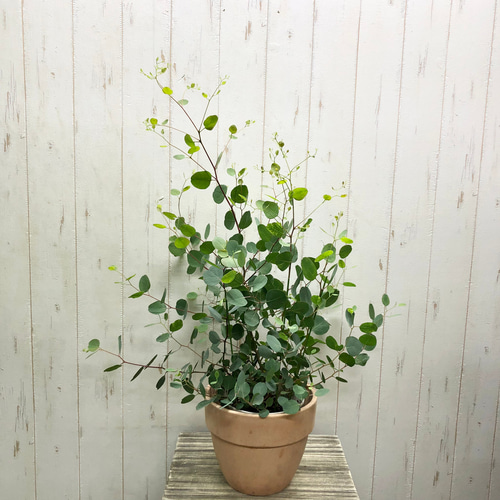 株立ち ボリュームあり ユーカリ ポポラス イタリアンテラコッタ