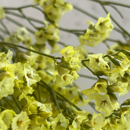 ❇️ハイブリッドスターチス❣️ 2種類 スターチスの種類と色 - 福花園種苗株式会社