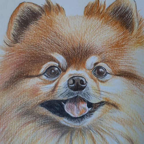 色鉛筆画 ポメラニアン 絵画 makochin 通販 15950593｜Creema(クリーマ)