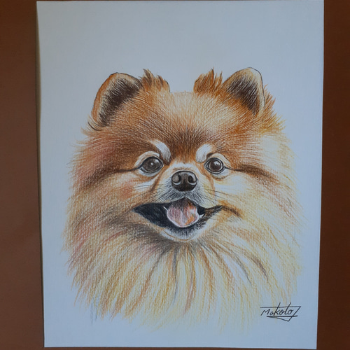 鉛筆アート「アビシニアン」オリジナル、真筆、1点物 色鉛筆画 ポメラニアン 絵画 makochin 通販 15950593｜Creema(クリーマ)