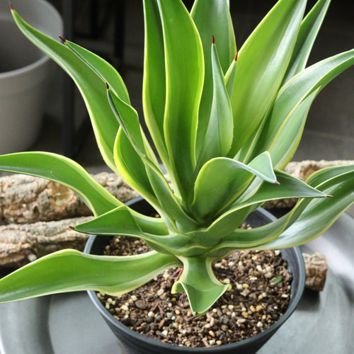 アガベ ベネズエラ　約1m 多肉植物：アガベ デスメティアナ ベネズエラ錦 M*葉幅18cm