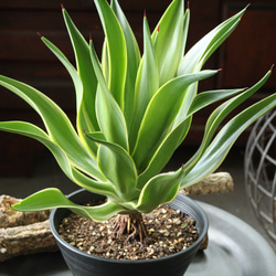 アガベベネズエラ みーこ様 確認 用 805313f0f93c120384918ab987b0a5