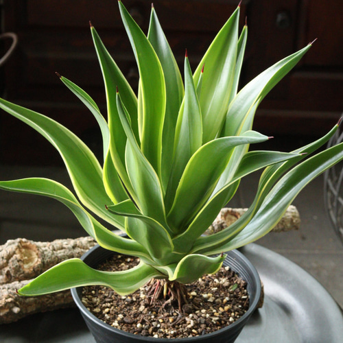 アガベ ベネズエラ7号サイズ その他インテリア雑貨 トータル