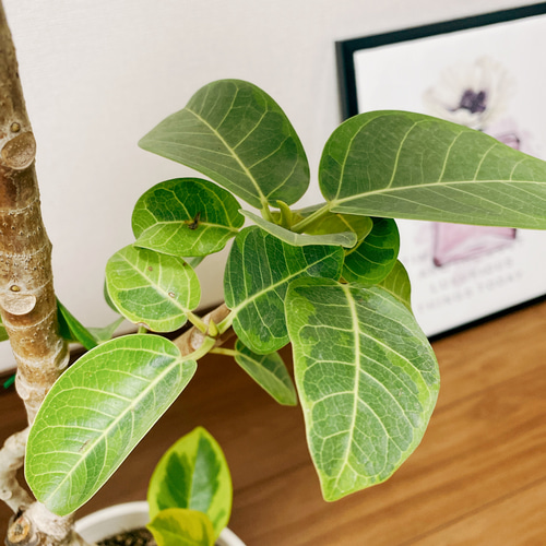 現品］※残りわずか※ 大人気！ 19番 フィカスアルテシマ 曲がり風 8号