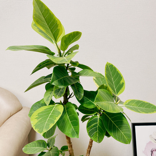 現品］※残りわずか※ 大人気！ 19番 フィカスアルテシマ 曲がり風 8号