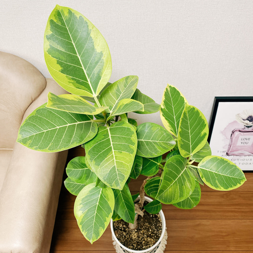 現品］※残りわずか※ 大人気！ 19番 フィカスアルテシマ 曲がり風