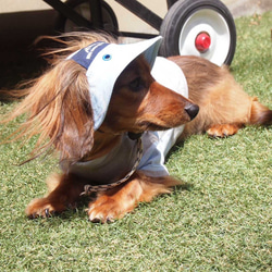 犬用帽子★デニムのアウトドアキャップは白いステッチがとってもおしゃれ  紫外線防止 ペットグッズ 脱げにくい キャンプ 7枚目の画像