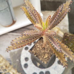 多肉植物 不死鳥  抜き苗 １本 3枚目の画像