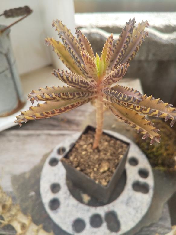 多肉植物 不死鳥  抜き苗 １本 4枚目の画像