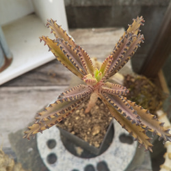 多肉植物 不死鳥  抜き苗 １本 2枚目の画像