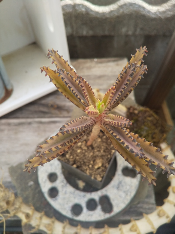 多肉植物 不死鳥  抜き苗 １本 2枚目の画像