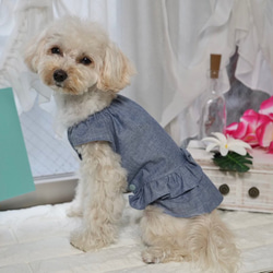 ローウエスト　ワンピース　ダンガリー　リボン　犬服　犬の服　ドックウェア　dogwear わんちゃんの服　オシャレ犬服 6枚目の画像