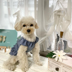 ローウエスト　ワンピース　ダンガリー　リボン　犬服　犬の服　ドックウェア　dogwear わんちゃんの服　オシャレ犬服 5枚目の画像