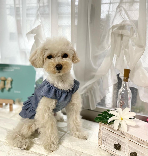 ローウエスト　ワンピース　ダンガリー　リボン　犬服　犬の服　ドックウェア　dogwear わんちゃんの服　オシャレ犬服 5枚目の画像