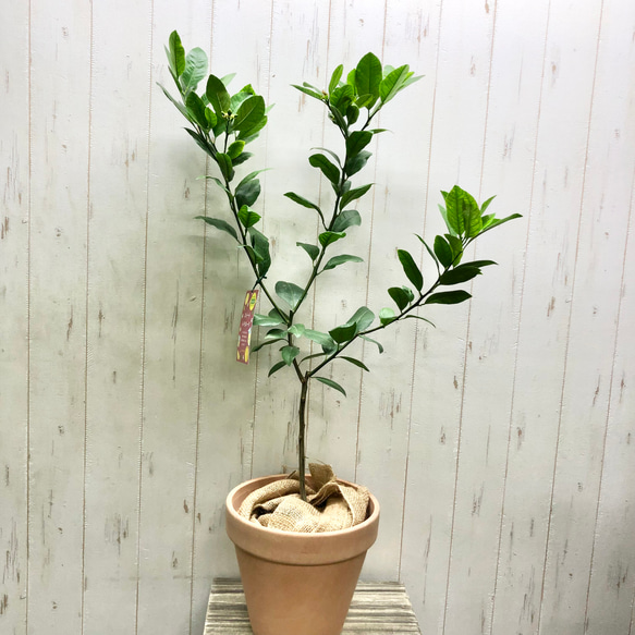 種無し金柑の苗木 実が付き 特大株 果樹 鉢ごと発送 斑入りレモン 果樹