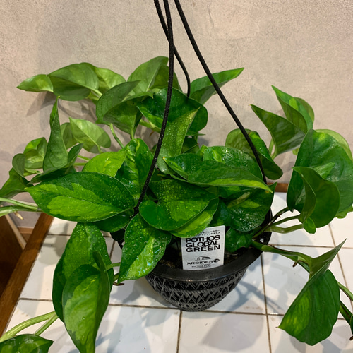 ポトスグローバル 大株 送料無料 鉢のまま発送 初入荷！ポトス