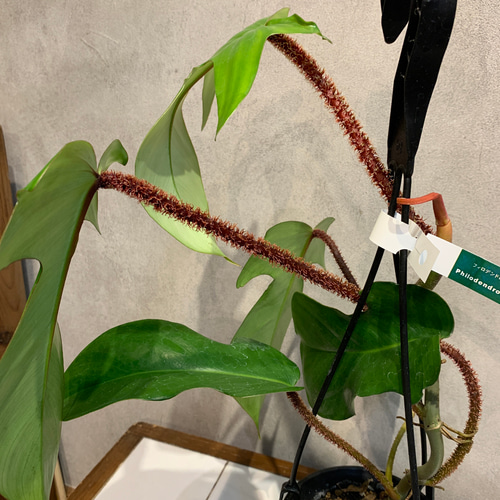 希少❗️スヌーピー❗️フィロデンドロン　アプラナタム　アプラナツム✨ 希少❗️スヌーピー❗️フィロデンドロン アプラナタム