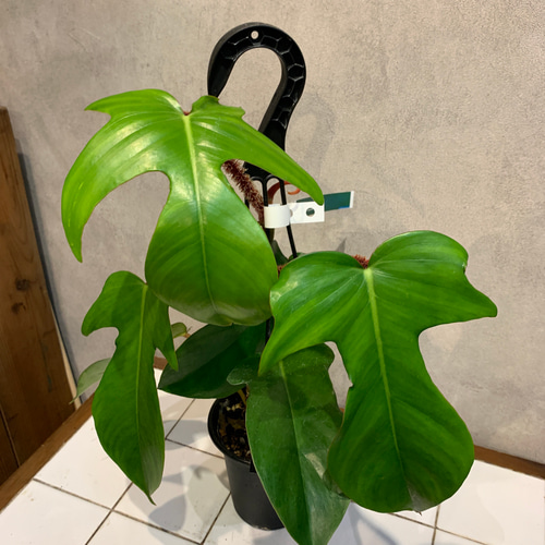 希少❗️スヌーピー❗️フィロデンドロン　アプラナタム　アプラナツム✨ 希少❗️スヌーピー❗️フィロデンドロン アプラナタム アプラナツム