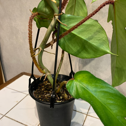 希少❗️ フィロデンドロン❤️スクアミフェルム 3.5号吊り鉢 多肉植物