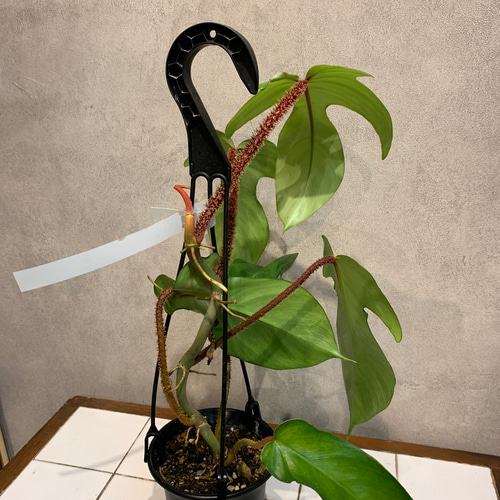 希少❗️ フィロデンドロン❤️スクアミフェルム 3.5号吊り鉢 多肉植物