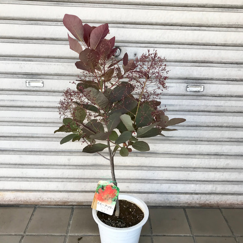 枝ぶり良好 おすすめ♡ スモークツリー 赤系品種 グレース その他