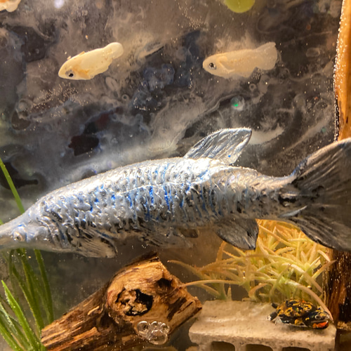 Freshwater fishes淡水魚の水槽ライト ＊Sale＊ スタンドライト