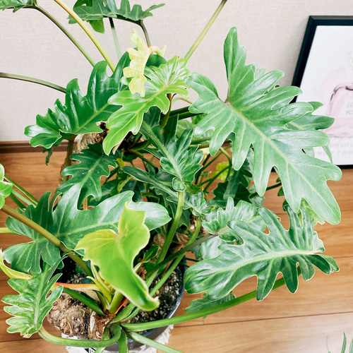 現品］フィロデンドロン クッカバラ 8号 観葉植物 大型 室内