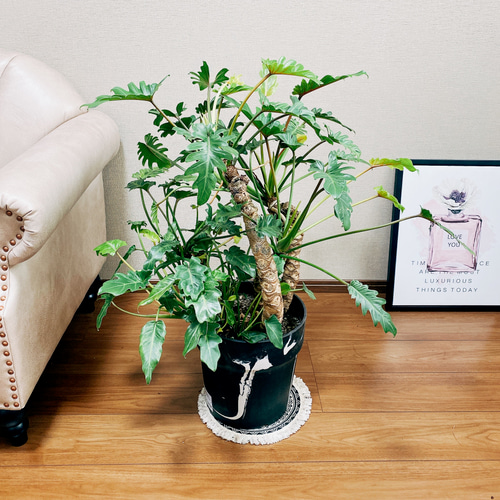 8000円 4 クッカバラ 8号 個性的 観葉植物 フィロデンドロン