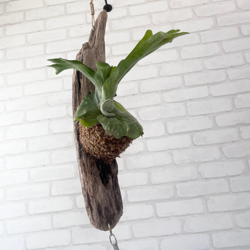 コウモリラン　ビカクシダ　流木ハンギング　グランデ ビカクシダ コウモリラン 群生ビカクシダ流木付け 観葉植物