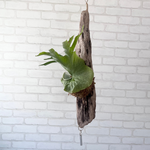 ビカクシダ コウモリラン グランデ 流木付け 観葉植物 ハンギング