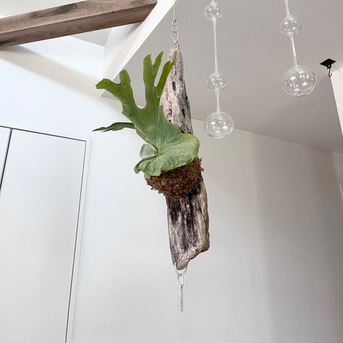 スーパーセール期間限定 コウモリラン ビカクシダ グランデ 観葉植物 流木付け 塊根植物・コーデックス