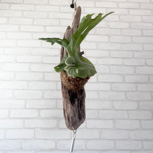 【新入荷】flying ビカクシダ グランデ コウモリラン ハンギング 観葉植物 ビカクシダ（コウモリラン） ハンギング 観葉植物 本物 吊り下げ